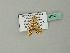  ( - BC ZSM Lep 66760)  @12 [ ] CreativeCommons - Attribution Non-Commercial Share-Alike (2012) Axel Hausmann/Bavarian State Collection of Zoology (ZSM) SNSB, Zoologische Staatssammlung Muenchen