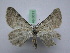  (Gnophos glaucinaria - BC ZSM SS Lep 0011)  @11 [ ] CreativeCommons - Attribution Non-Commercial Share-Alike (2012) Axel Hausmann/Bavarian State Collection of Zoology (ZSM) SNSB, Zoologische Staatssammlung Muenchen
