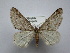  ( - BC ZSM SS Lep 0015)  @11 [ ] CreativeCommons - Attribution Non-Commercial Share-Alike (2012) Axel Hausmann/Bavarian State Collection of Zoology (ZSM) SNSB, Zoologische Staatssammlung Muenchen