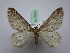  ( - BC ZSM SS Lep 0016)  @11 [ ] CreativeCommons - Attribution Non-Commercial Share-Alike (2012) Axel Hausmann/Bavarian State Collection of Zoology (ZSM) SNSB, Zoologische Staatssammlung Muenchen
