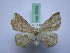  ( - BC ZSM SS Lep 0044)  @11 [ ] CreativeCommons - Attribution Non-Commercial Share-Alike (2012) Axel Hausmann/Bavarian State Collection of Zoology (ZSM) SNSB, Zoologische Staatssammlung Muenchen