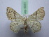 ( - BC ZSM SS Lep 0051)  @13 [ ] CreativeCommons - Attribution Non-Commercial Share-Alike (2012) Axel Hausmann/Bavarian State Collection of Zoology (ZSM) SNSB, Zoologische Staatssammlung Muenchen