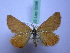  ( - BC ZSM SS Lep 0096)  @11 [ ] CreativeCommons - Attribution Non-Commercial Share-Alike (2012) Axel Hausmann/Bavarian State Collection of Zoology (ZSM) SNSB, Zoologische Staatssammlung Muenchen