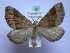  ( - BC ZSM SS Lep 0099)  @13 [ ] CreativeCommons - Attribution Non-Commercial Share-Alike (2012) Axel Hausmann/Bavarian State Collection of Zoology (ZSM) SNSB, Zoologische Staatssammlung Muenchen