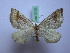  ( - BC ZSM SS Lep 0100)  @13 [ ] CreativeCommons - Attribution Non-Commercial Share-Alike (2012) Axel Hausmann/Bavarian State Collection of Zoology (ZSM) SNSB, Zoologische Staatssammlung Muenchen