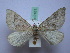  ( - BC ZSM SS Lep 0101)  @13 [ ] CreativeCommons - Attribution Non-Commercial Share-Alike (2012) Axel Hausmann/Bavarian State Collection of Zoology (ZSM) SNSB, Zoologische Staatssammlung Muenchen