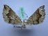  ( - BC ZSM SS Lep 0105)  @13 [ ] CreativeCommons - Attribution Non-Commercial Share-Alike (2012) Axel Hausmann/Bavarian State Collection of Zoology (ZSM) SNSB, Zoologische Staatssammlung Muenchen