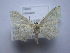  ( - BC ZSM SS Lep 0158)  @11 [ ] CreativeCommons - Attribution Non-Commercial Share-Alike (2012) Axel Hausmann/Bavarian State Collection of Zoology (ZSM) SNSB, Zoologische Staatssammlung Muenchen