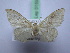  ( - BC ZSM SS Lep 0159)  @12 [ ] CreativeCommons - Attribution Non-Commercial Share-Alike (2012) Axel Hausmann/Bavarian State Collection of Zoology (ZSM) SNSB, Zoologische Staatssammlung Muenchen