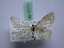  (Idaea typicata - BC ZSM SS Lep 0171)  @14 [ ] CreativeCommons - Attribution Non-Commercial Share-Alike (2012) Axel Hausmann/Bavarian State Collection of Zoology (ZSM) SNSB, Zoologische Staatssammlung Muenchen