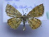  ( - BC ZSM SS Lep 0174)  @14 [ ] CreativeCommons - Attribution Non-Commercial Share-Alike (2012) Axel Hausmann/Bavarian State Collection of Zoology (ZSM) SNSB, Zoologische Staatssammlung Muenchen