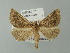  (Crocallis boisduvalaria - BC ZSM SS Lep 0189)  @13 [ ] CreativeCommons - Attribution Non-Commercial Share-Alike (2012) Axel Hausmann/Bavarian State Collection of Zoology (ZSM) SNSB, Zoologische Staatssammlung Muenchen
