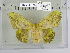  ( - 2013-25)  @11 [ ] CreativeCommons - Attribution Non-Commercial Share-Alike (2013) Axel Hausmann/Bavarian State Collection of Zoology (ZSM) SNSB, Zoologische Staatssammlung Muenchen
