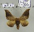  ( - 2013-67)  @11 [ ] CreativeCommons - Attribution Non-Commercial Share-Alike (2013) Axel Hausmann/Bavarian State Collection of Zoology (ZSM) SNSB, Zoologische Staatssammlung Muenchen