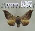  (Mustilia fusca fusca - 2013-69)  @11 [ ] CreativeCommons - Attribution Non-Commercial Share-Alike (2013) Axel Hausmann/Bavarian State Collection of Zoology (ZSM) SNSB, Zoologische Staatssammlung Muenchen
