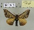  ( - 2013-71)  @12 [ ] CreativeCommons - Attribution Non-Commercial Share-Alike (2013) Axel Hausmann/Bavarian State Collection of Zoology (ZSM) SNSB, Zoologische Staatssammlung Muenchen