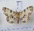  (Ophthalmitis albosignaria - BC AxYi 0021)  @13 [ ] Copyright (2013) Y.Zou IZCAS