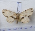  (Ophthalmitis cordularia - BC AxYi 0023)  @14 [ ] Copyright (2013) Y.Zou IZCAS