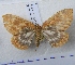  (Gandaritis flavomacularia - BC AxYi 0025)  @13 [ ] Copyright (2013) Y.Zou IZCAS