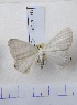  (Micronidia AY01Ch - BC AxYi 0030)  @13 [ ] Copyright (2013) Y.Zou IZCAS