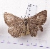  (Gnophos serratilinea - BC AxYi 0038)  @12 [ ] Copyright (2013) Y.Zou IZCAS