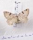  (Macaria wauaria koreaebia - BC AxYi 0046)  @13 [ ] Copyright (2013) Y.Zou IZCAS