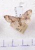  (Xenortholitha propinguata - BC AxYi 0050)  @12 [ ] Copyright (2013) Y.Zou IZCAS
