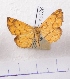  (Epholca auratilis - BC AxYi 0060)  @13 [ ] Copyright (2013) Y.Zou IZCAS