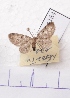  (Pasiphila chloerataAH01Ch - BC AxYi 0092)  @12 [ ] Copyright (2013) Y.Zou IZCAS