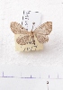  (Horisme brevifasciaria - BC AxYi 0101)  @13 [ ] Copyright (2013) Y.Zou IZCAS