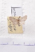  (Pasiphila chloerata - BC AxYi 0120)  @12 [ ] Copyright (2013) Y.Zou IZCAS