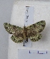  (Ophthalmitis irrorataria - BC AxYi 0139)  @13 [ ] Copyright (2013) Y.Zou IZCAS