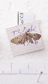  (Eupithecia AY02Ch - BC AxYi 0157)  @12 [ ] Copyright (2013) Y.Zou IZCAS