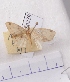  (Microcalicha melanosticta - BC AxYi 0158)  @12 [ ] Copyright (2013) Y.Zou IZCAS