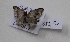  (Xenortholitha exacra - BC AxYi 0190)  @12 [ ] Copyright (2013) Y.Zou IZCAS