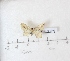  (Timandra apicirosea - BC AxYi 0201)  @12 [ ] Copyright (2013) Y.Zou IZCAS