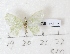  (Comibaena hypolampes - BC AxYi 0228)  @12 [ ] Copyright (2013) Y.Zou IZCAS