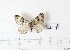 (Xanthorhoe hortensiaria - BC AxYi 0247)  @12 [ ] Copyright (2013) Y.Zou IZCAS