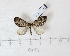 (Dysstroma cinereata - BC AxYi 0280)  @13 [ ] Copyright (2013) Y.Zou IZCAS