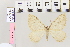  (Triphosa taochataAH01 - BC DS 0011)  @12 [ ] Copyright (2013) Axel Hausmann/Bavarian State Collection of Zoology (ZSM) SNSB, Zoologische Staatssammlung Muenchen