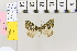  (Chloroclysta siterataAH01 - BC DS 0013)  @12 [ ] Copyright (2013) Axel Hausmann/Bavarian State Collection of Zoology (ZSM) SNSB, Zoologische Staatssammlung Muenchen