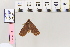  ( - BC DS 0015)  @12 [ ] Copyright (2013) Axel Hausmann/Bavarian State Collection of Zoology (ZSM) SNSB, Zoologische Staatssammlung Muenchen