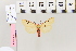  ( - BC DS 0016)  @12 [ ] Copyright (2013) Axel Hausmann/Bavarian State Collection of Zoology (ZSM) SNSB, Zoologische Staatssammlung Muenchen