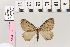  (Triphosa dubitataAH01 - BC DS 0020)  @13 [ ] Copyright (2013) Axel Hausmann/Bavarian State Collection of Zoology (ZSM) SNSB, Zoologische Staatssammlung Muenchen