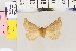  ( - BC DS 0021)  @13 [ ] Copyright (2013) Axel Hausmann/Bavarian State Collection of Zoology (ZSM) SNSB, Zoologische Staatssammlung Muenchen