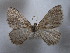  (Cataclysme AH01 - BC DS 0023)  @11 [ ] Copyright (2013) Axel Hausmann/Bavarian State Collection of Zoology (ZSM) SNSB, Zoologische Staatssammlung Muenchen