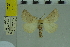  ( - BC DS 0024)  @11 [ ] Copyright (2013) Axel Hausmann/Bavarian State Collection of Zoology (ZSM) SNSB, Zoologische Staatssammlung Muenchen