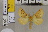  ( - BC DS 0026)  @12 [ ] Copyright (2013) Axel Hausmann/Bavarian State Collection of Zoology (ZSM) SNSB, Zoologische Staatssammlung Muenchen