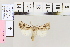  (Agrotis sabulosaAH01 - BC DS 0030)  @13 [ ] Copyright (2013) Axel Hausmann/Bavarian State Collection of Zoology (ZSM) SNSB, Zoologische Staatssammlung Muenchen