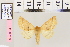  (Crocallis tusciariaAH01 - BC DS 0032)  @13 [ ] Copyright (2013) Axel Hausmann/Bavarian State Collection of Zoology (ZSM) SNSB, Zoologische Staatssammlung Muenchen
